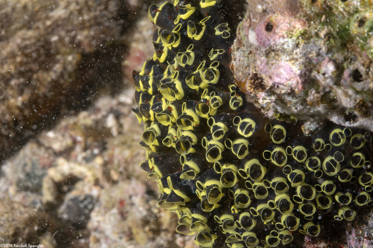 Clavelina robusta (Robust Clavelina)