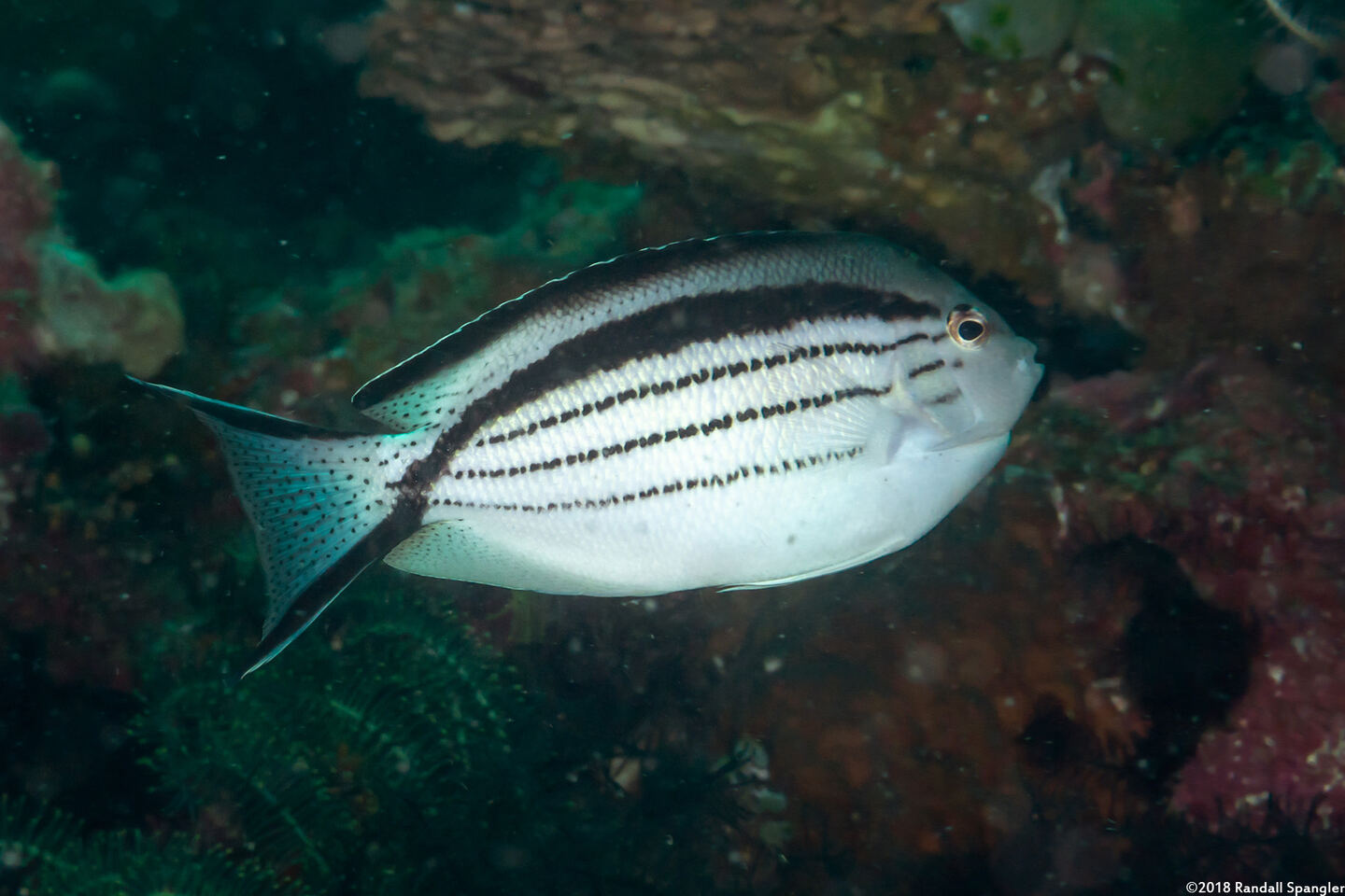 Genicanthus lamarck (Blackstriped Angelfish)