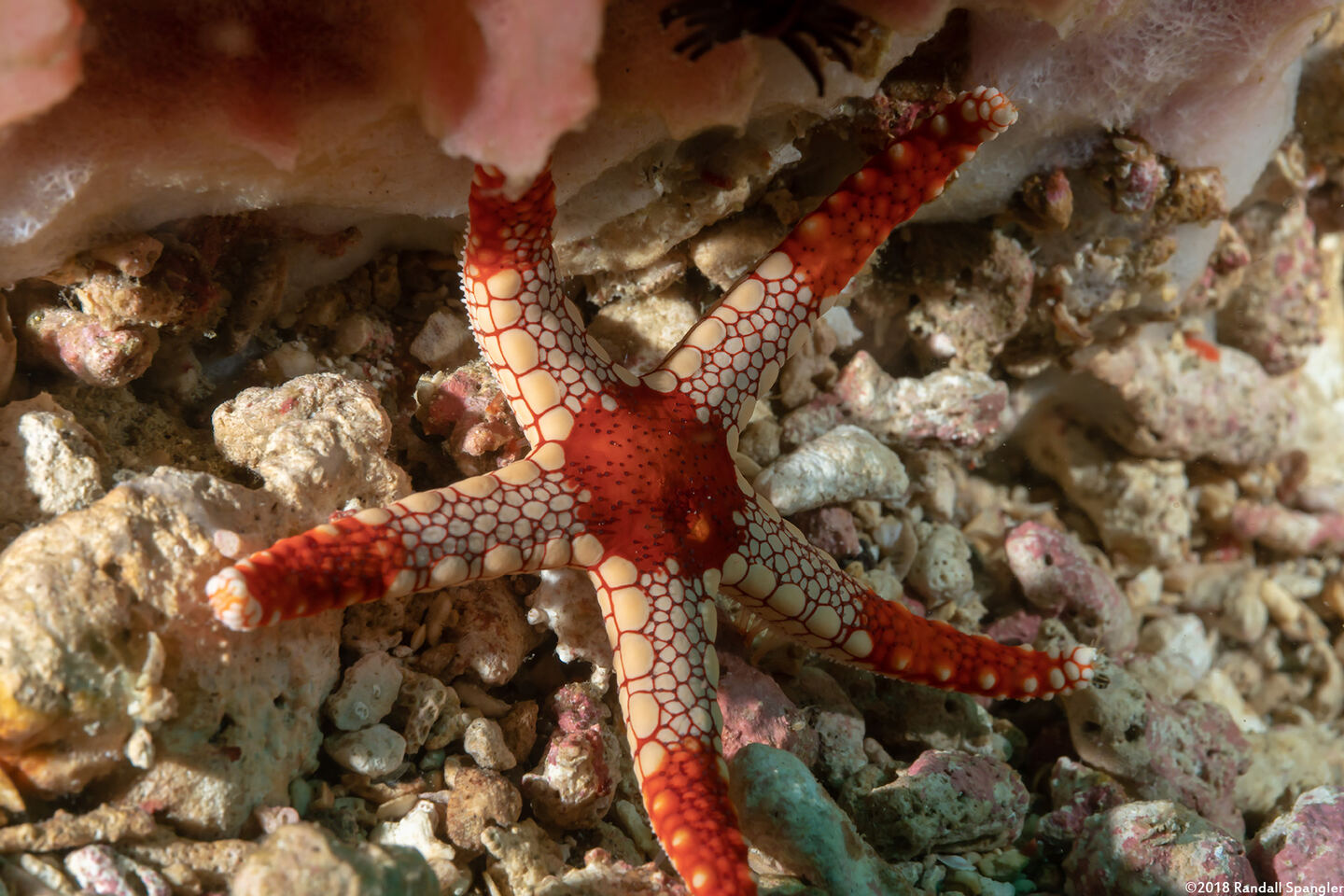 Fromia monilis (Peppermint Sea Star)