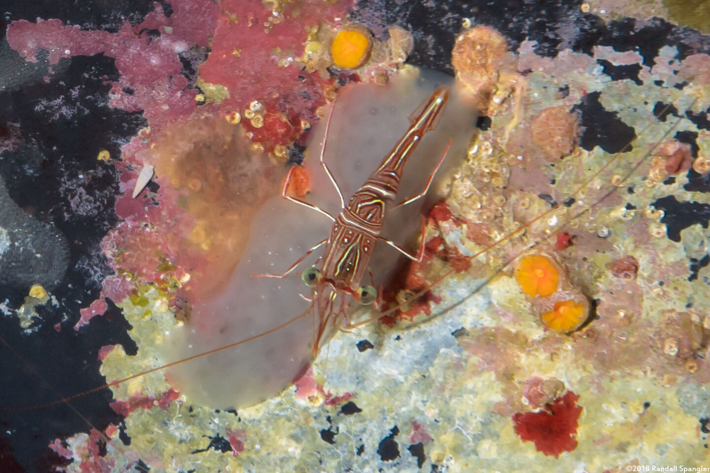 Rhynchocinetes durbanensis (Dancing Shrimp)