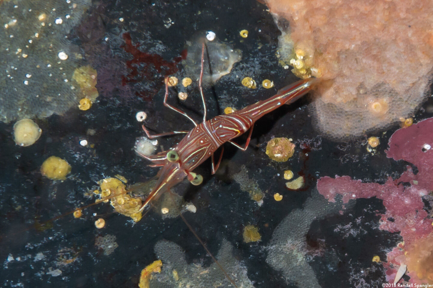 Rhynchocinetes durbanensis (Dancing Shrimp)