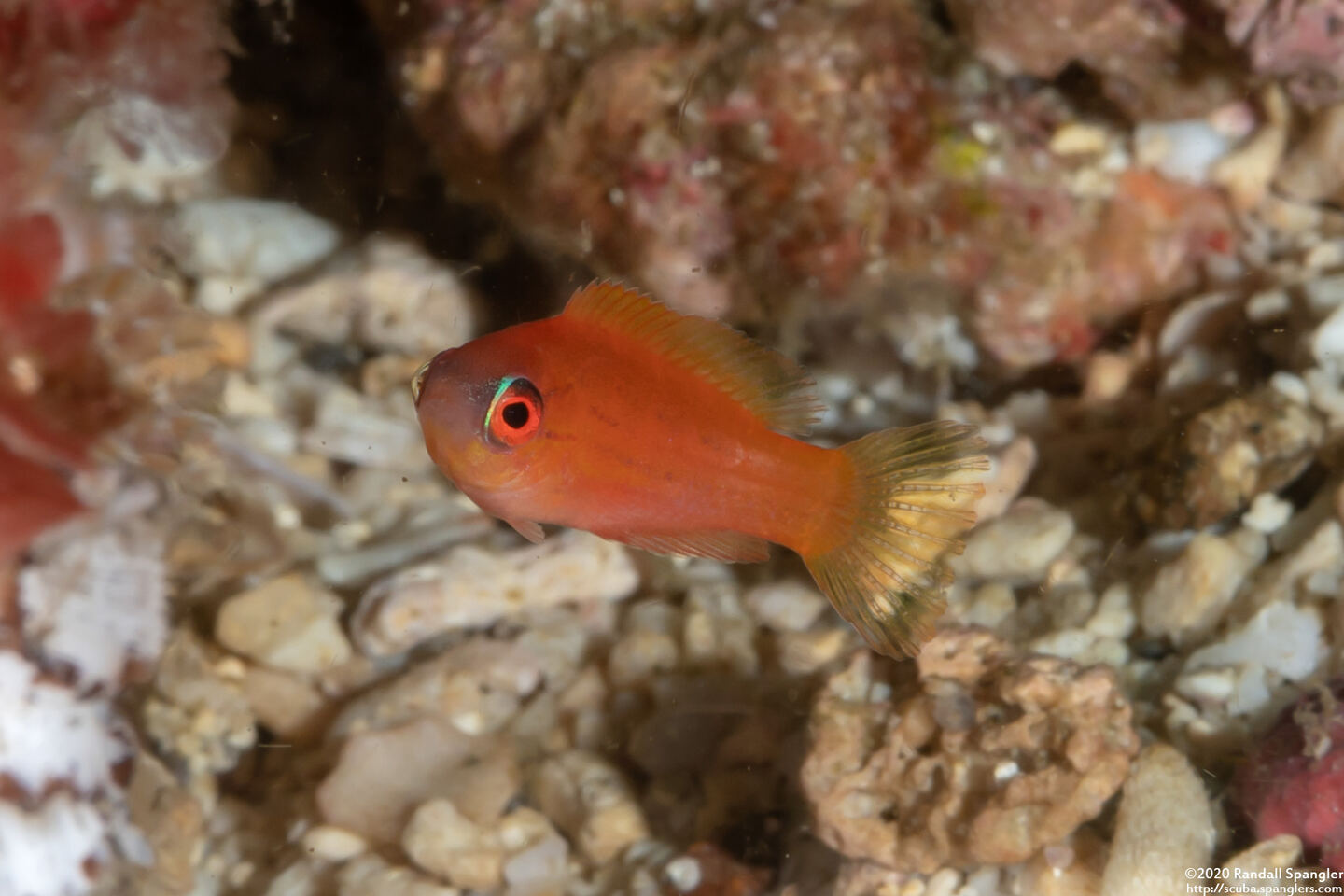 Paracheilinus carpenteri (Carpenter's Flasher)