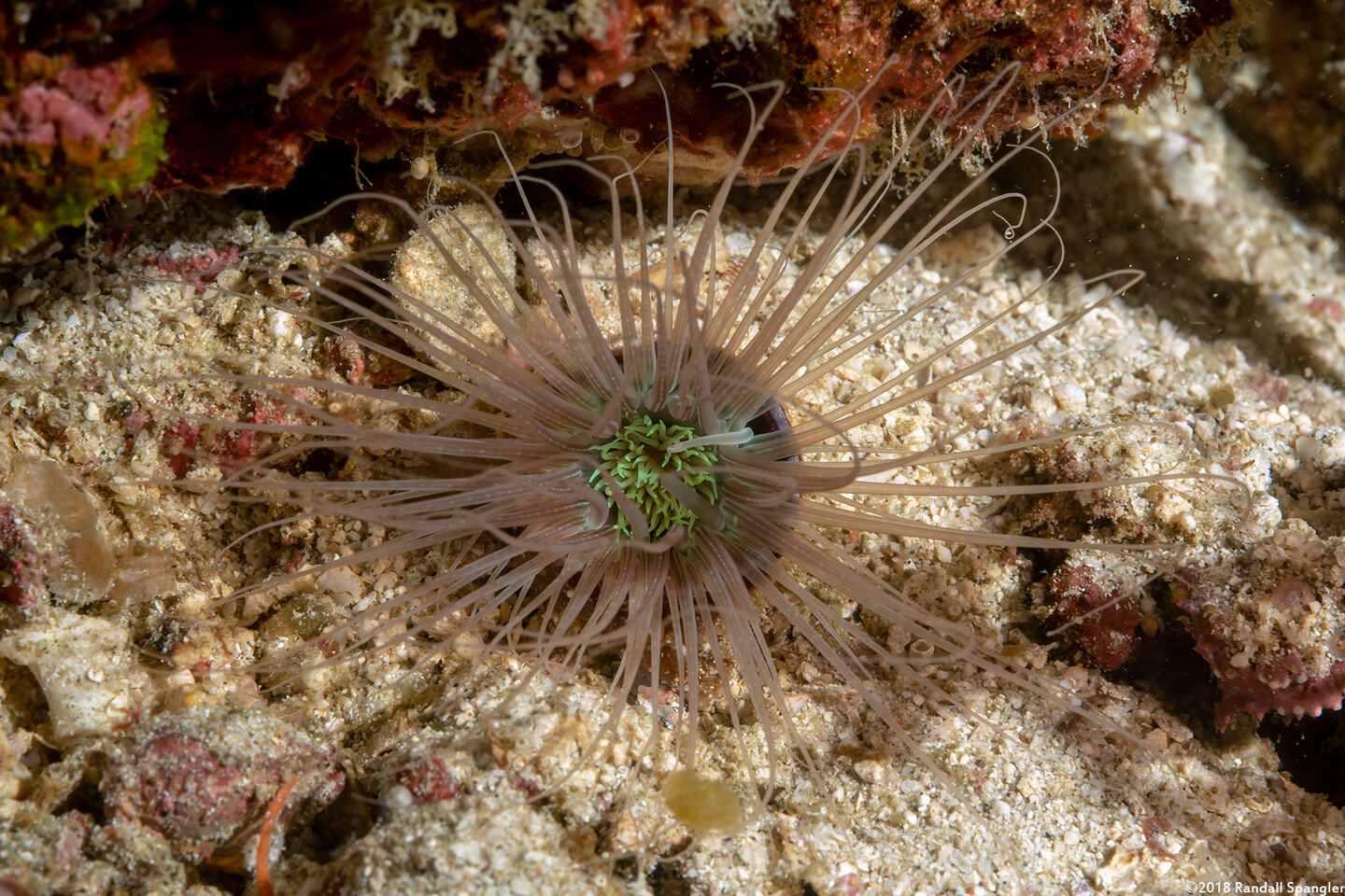 Cerianthus filiformis (Cerianthus Filiformis)