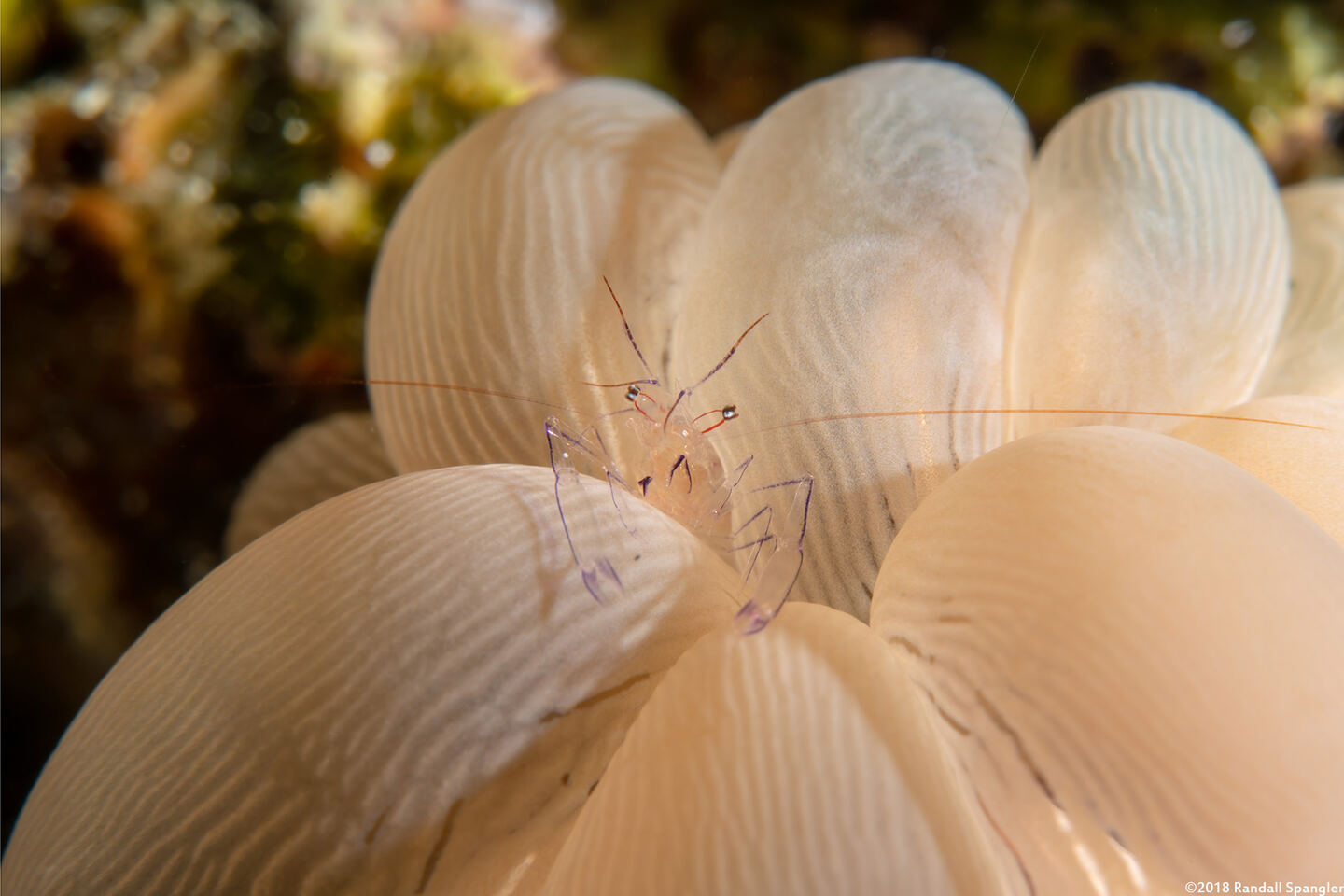 Vir philippinensis (Bubble Coral Shrimp)