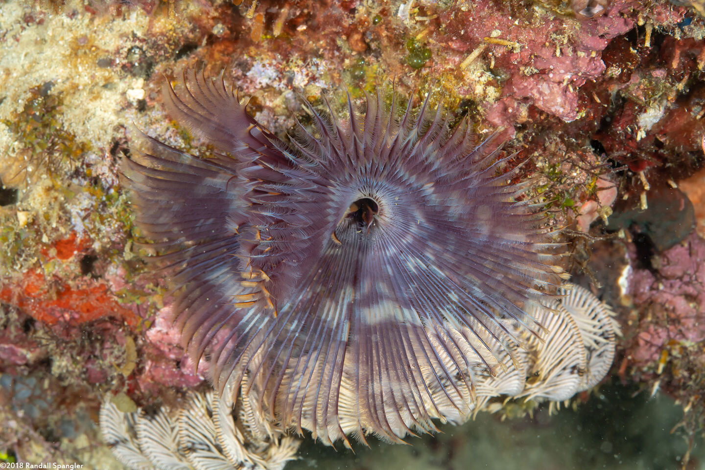 Sabellastarte spectabilis (Common Feather Duster Worm)