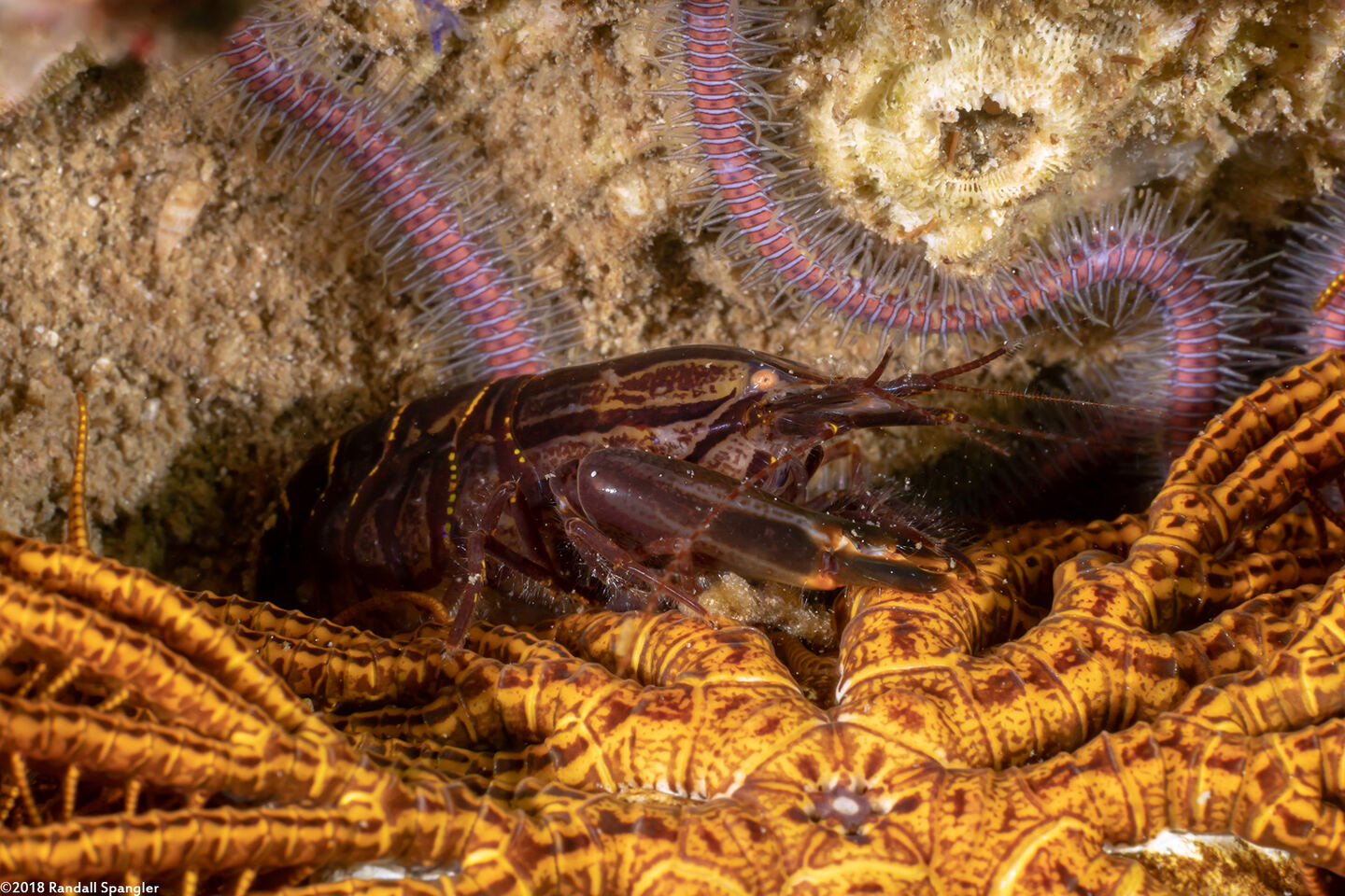 Synalpheus stimpsoni (Stimpson's Snapping Shrimp)