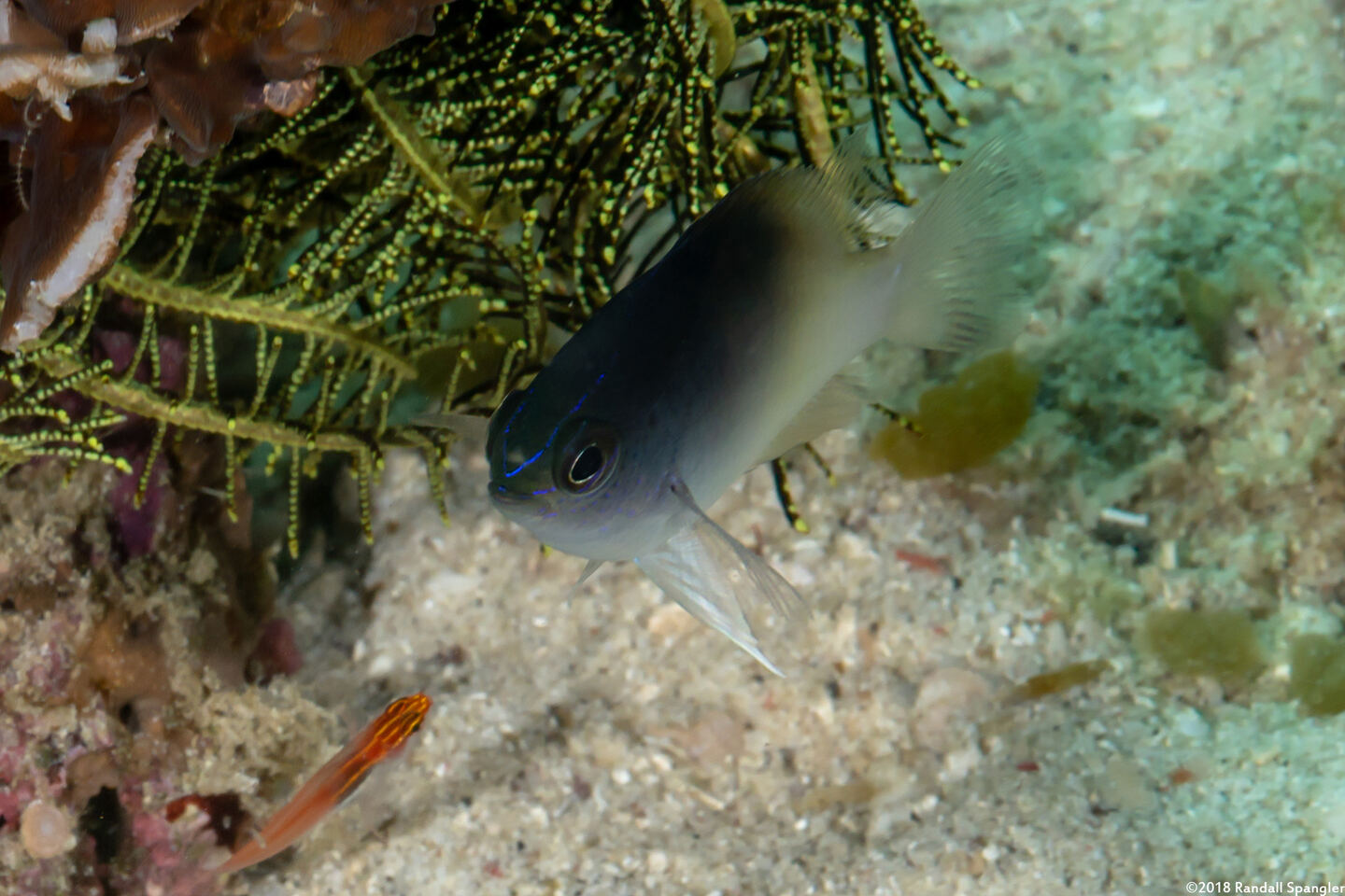 Chrysiptera rollandi (Rolland's Damsel)