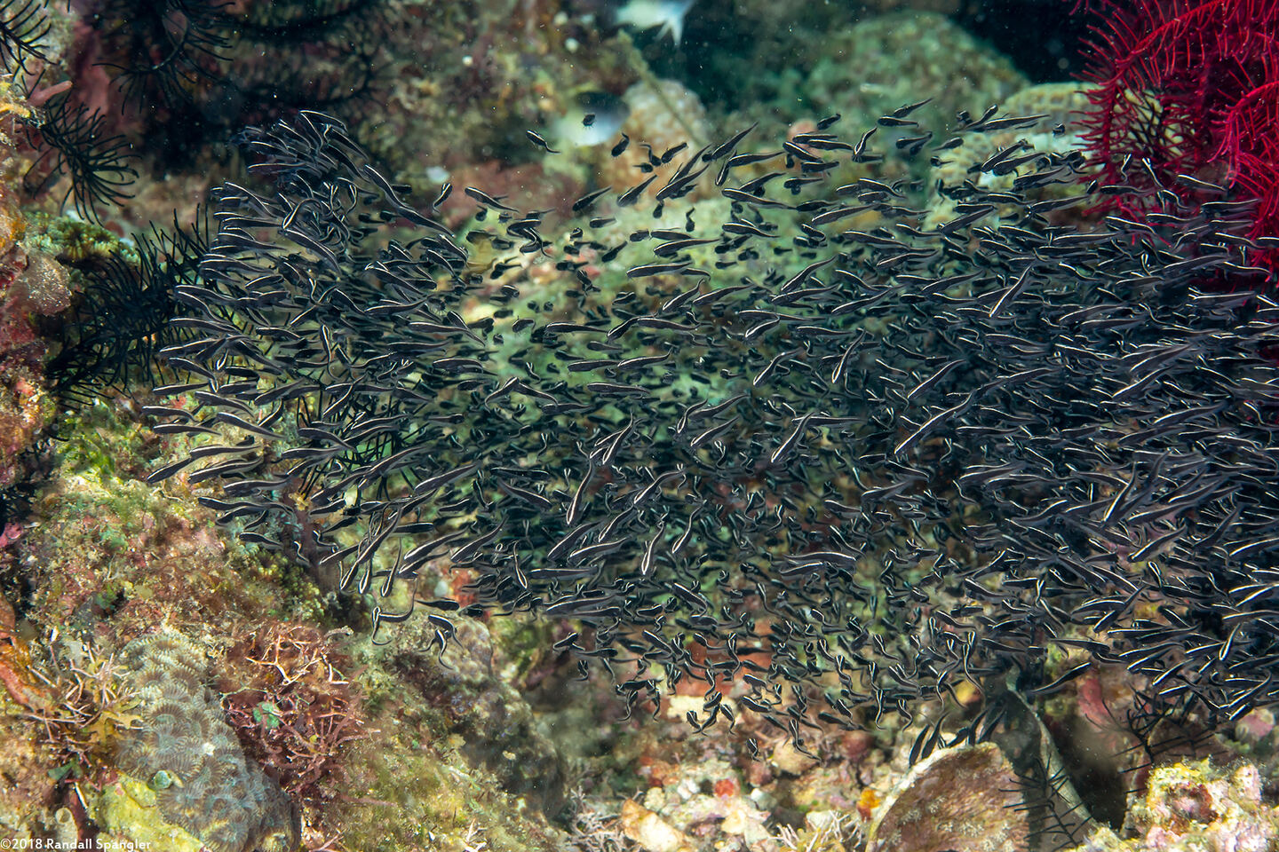 Plotosus lineatus (Striped Catfish)