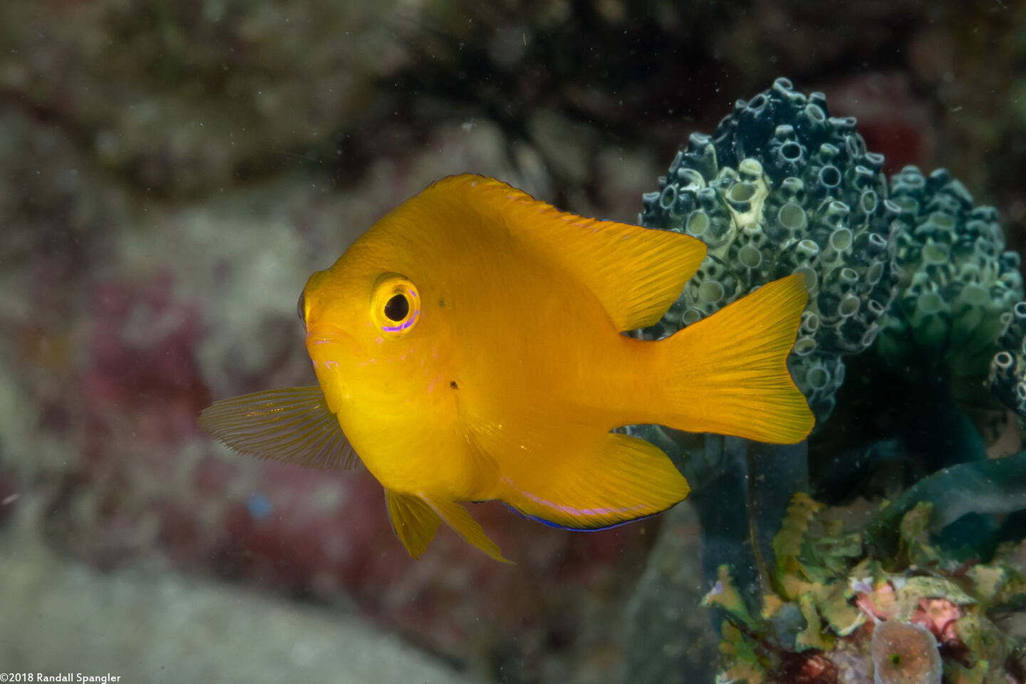 Pomacentrus moluccensis (Lemon Damsel)