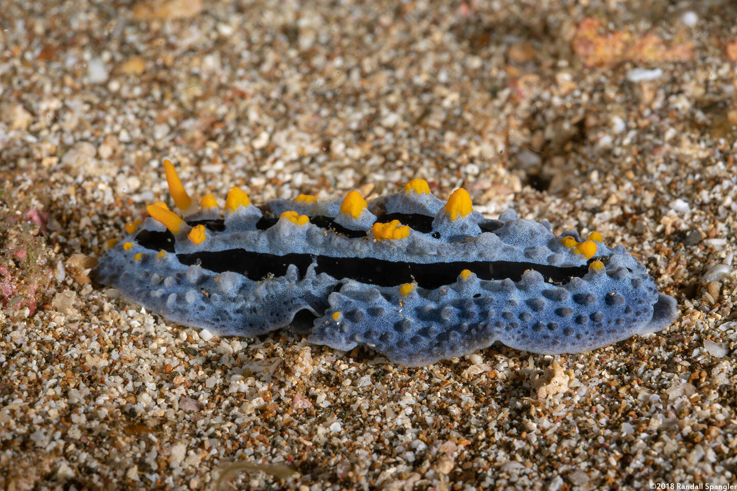 Phyllidia coelestis (Celestial Phyllidia)