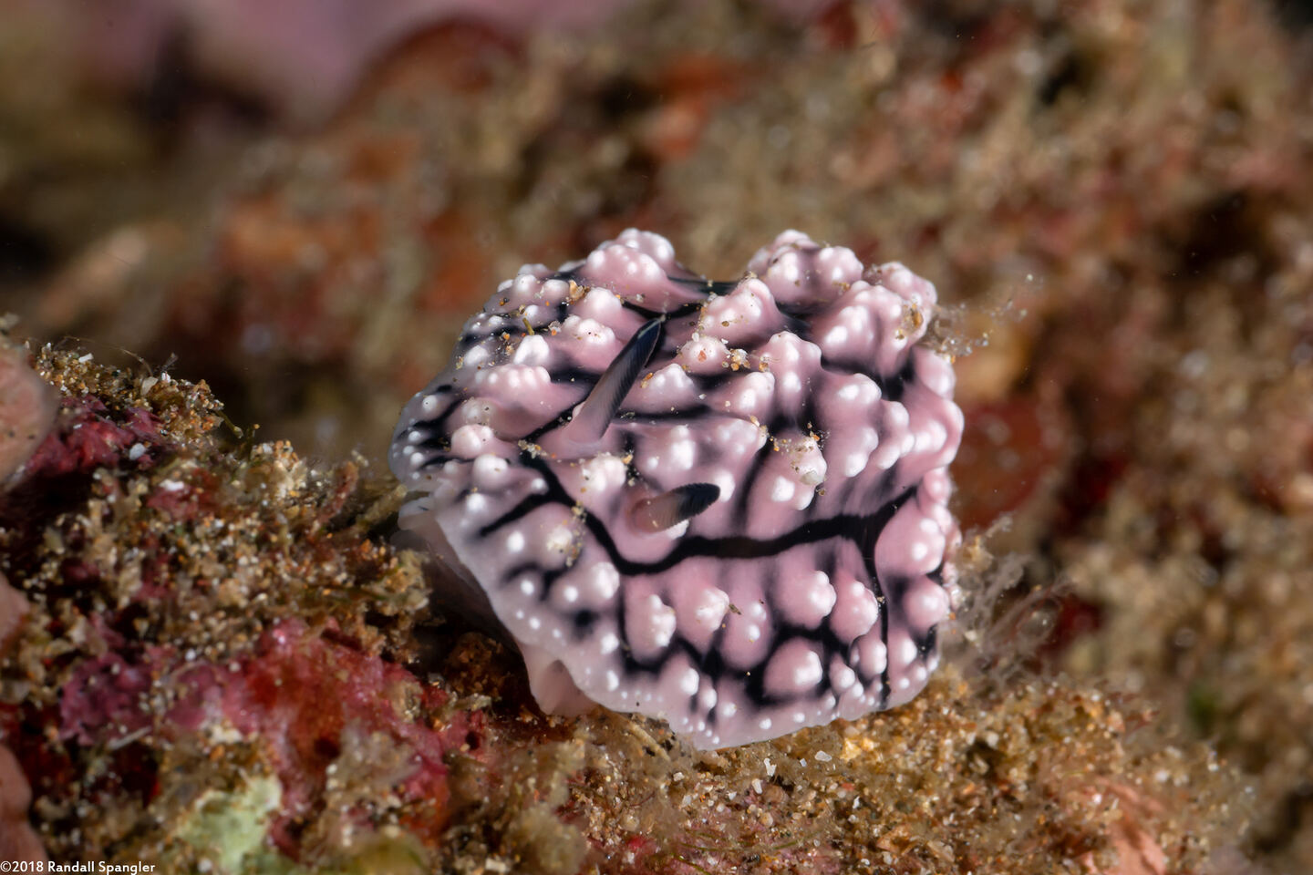 Phyllidiopsis fissurata (Phyllidiopsis Fissurata)