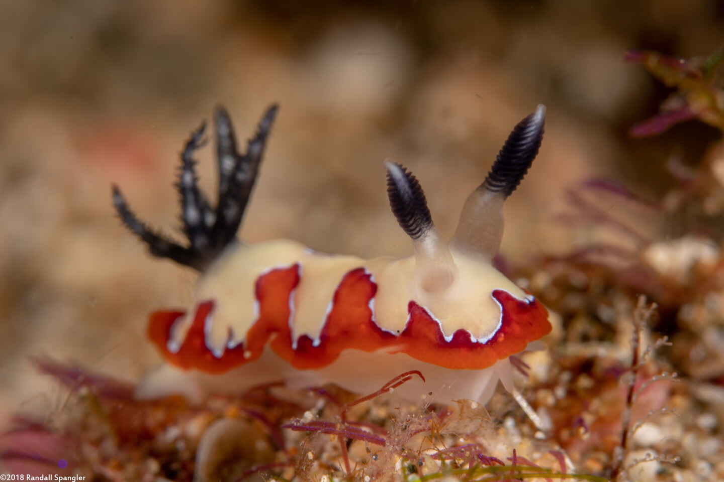 Goniobranchus fidelis (Creamy Chromodoris)