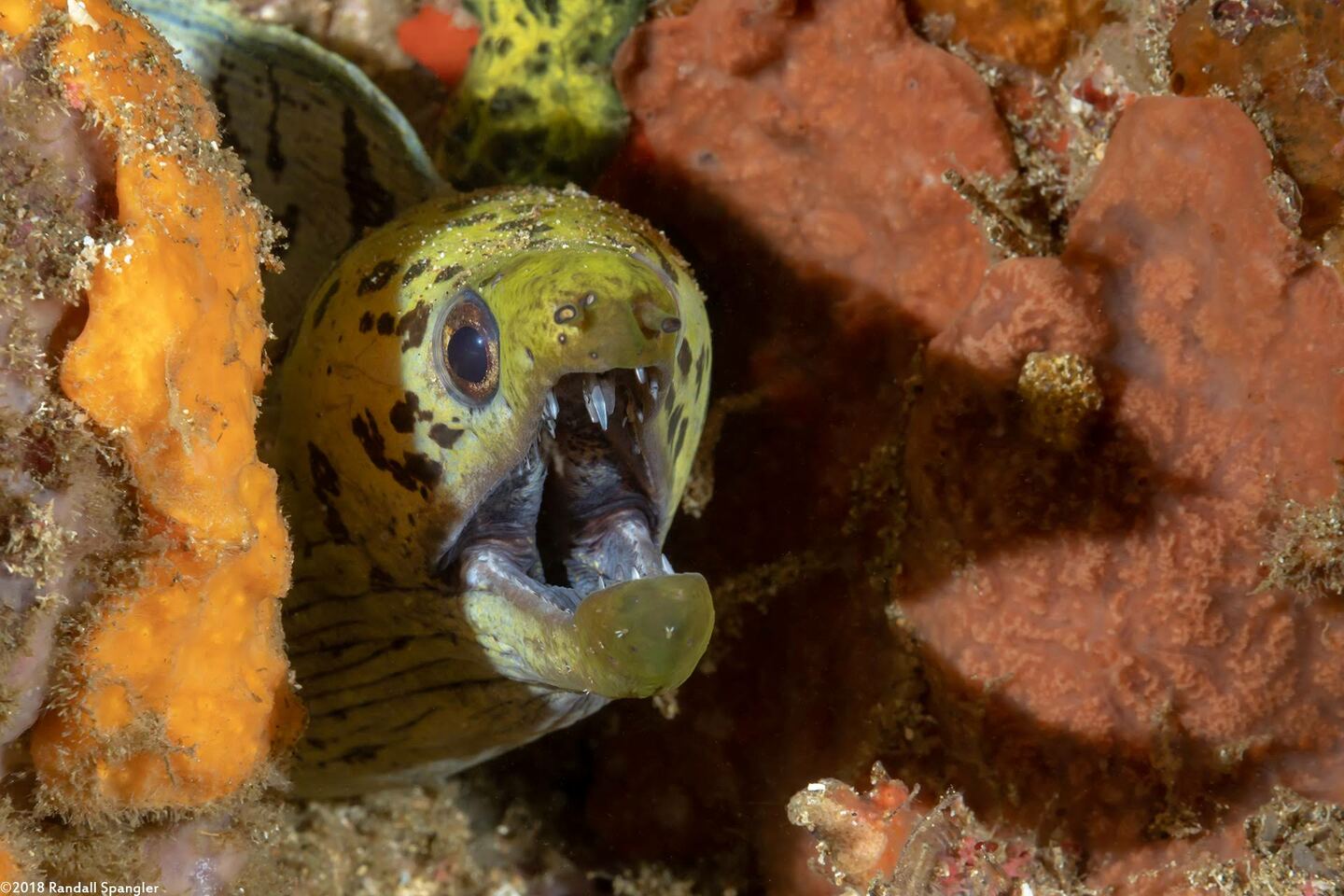Gymnothorax fimbriatus (Fimbriated Moray)