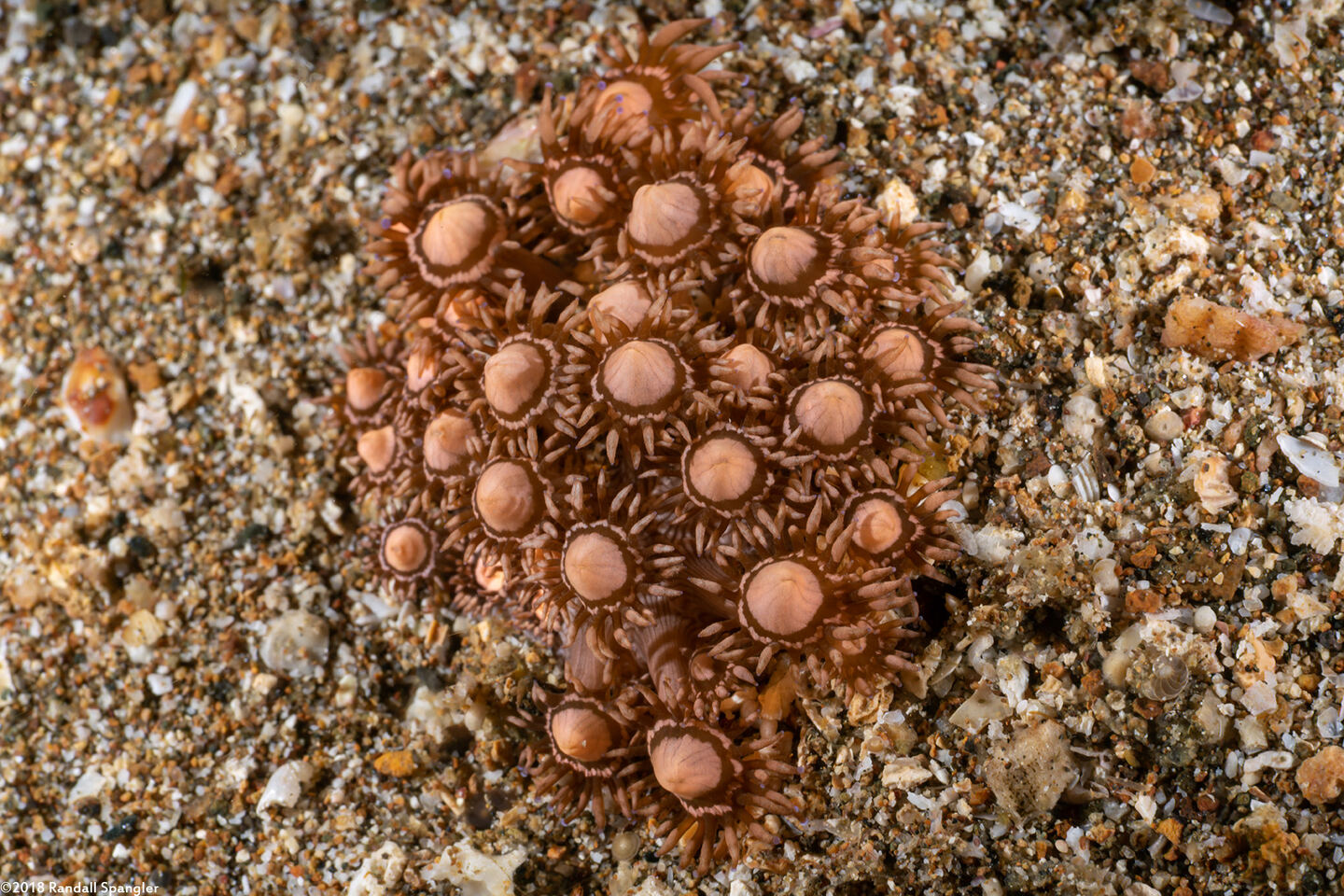Goniopora cf. djiboutiensis (Goniopora cf. Djiboutiensis)