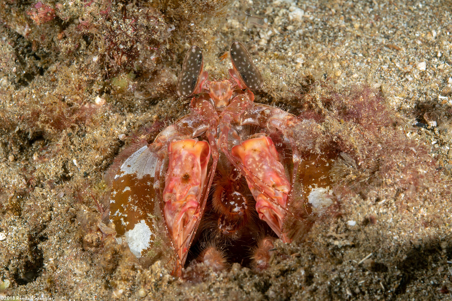 Lysiosquilla lisa (Lisa's Mantis Shrimp)