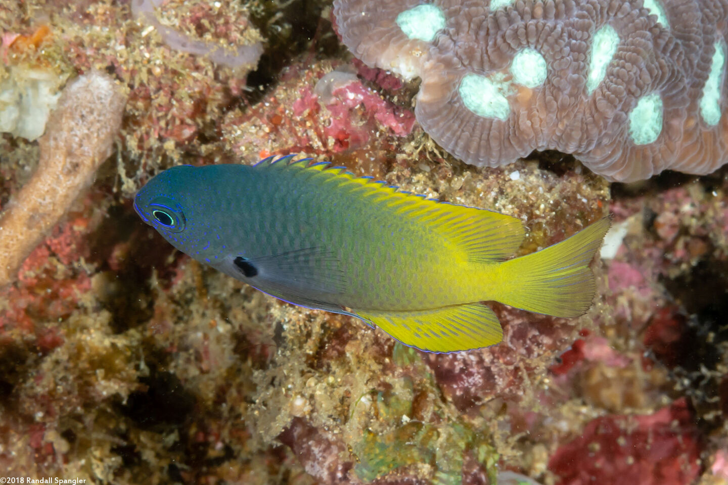 Pomacentrus nigromanus (Goldback Damsel)