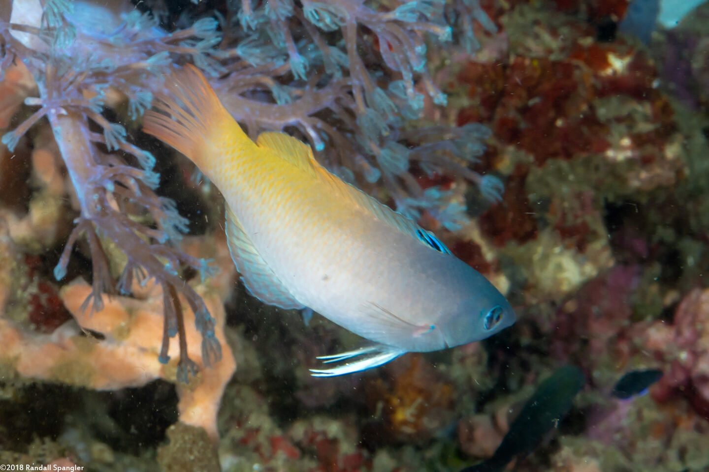Halichoeres prosopeion (Twotone Wrasse)
