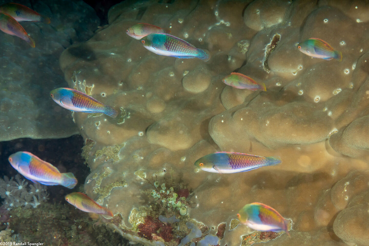 Cirrhilabrus ryukyuensis (Yellowflanked Fairy Wrasse)
