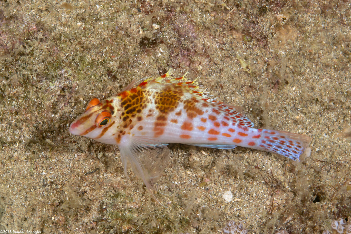 Cirrhitichthys falco (Dwarf Hawkfish)