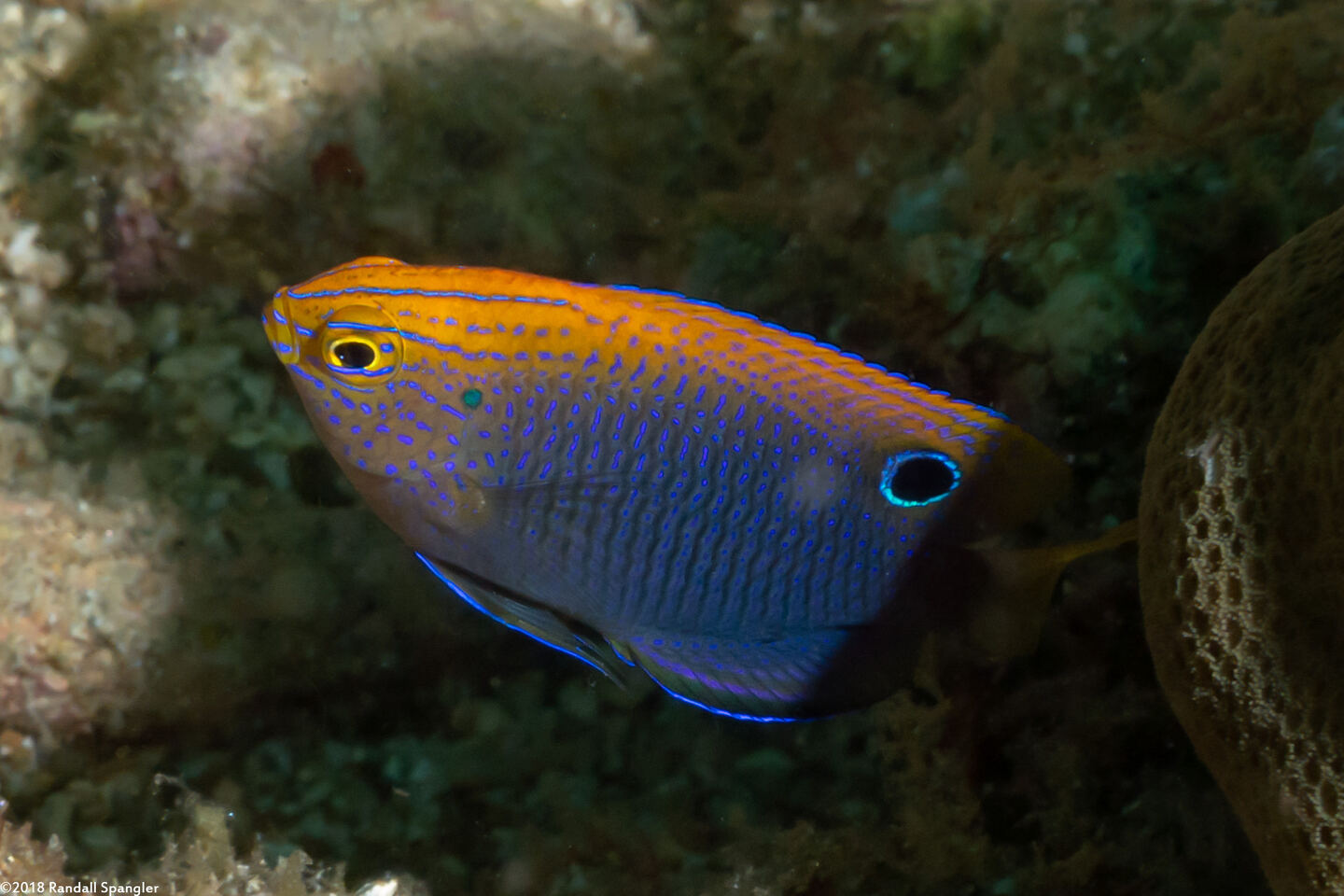 Pomacentrus vaiuli (Princess Damsel)