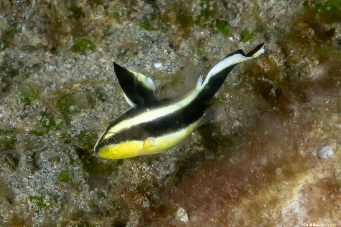 Diagramma pictum (Silver Sweetlips)