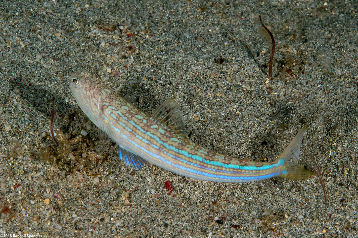 Trachinocephalus myops (Snakefish)