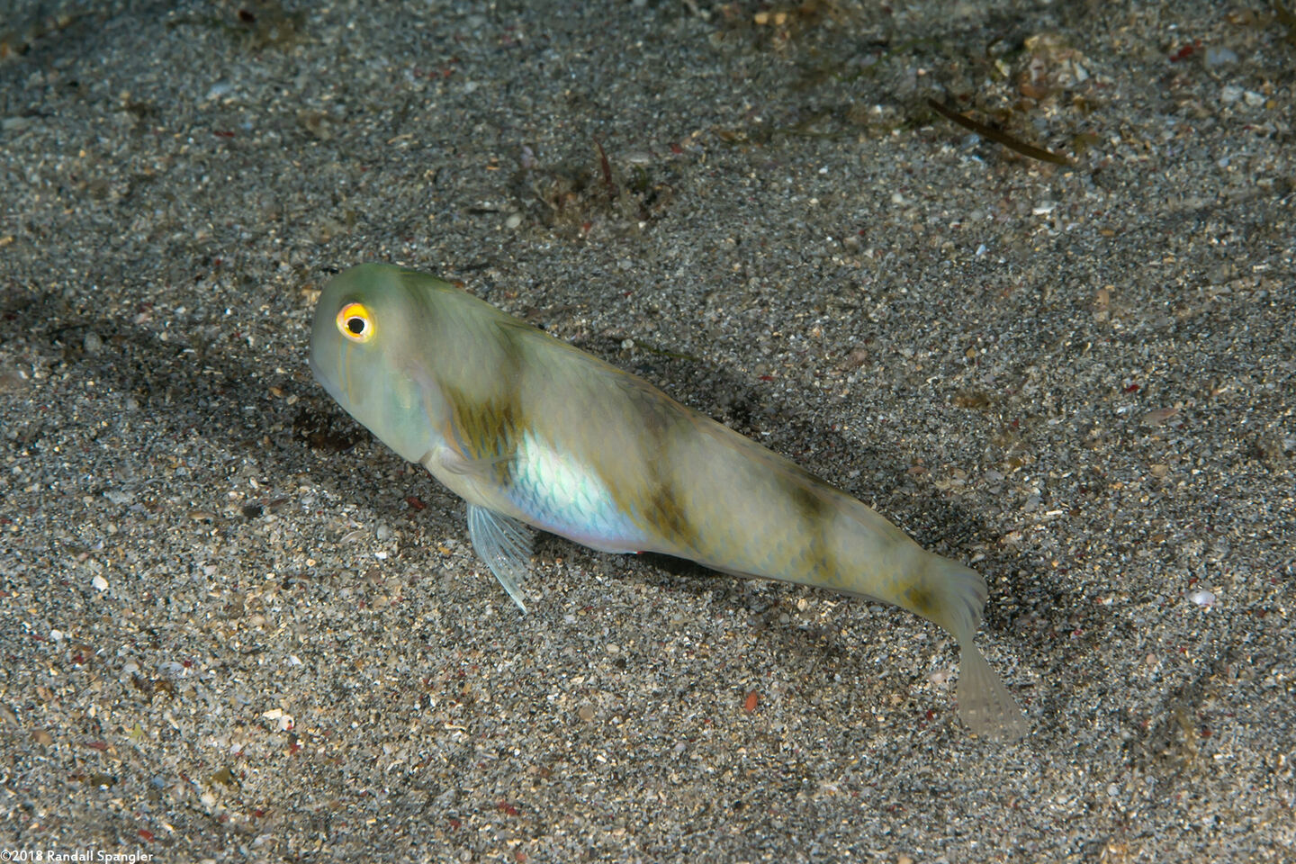 Iniistius aneitensis (Whitepatch Razorfish)