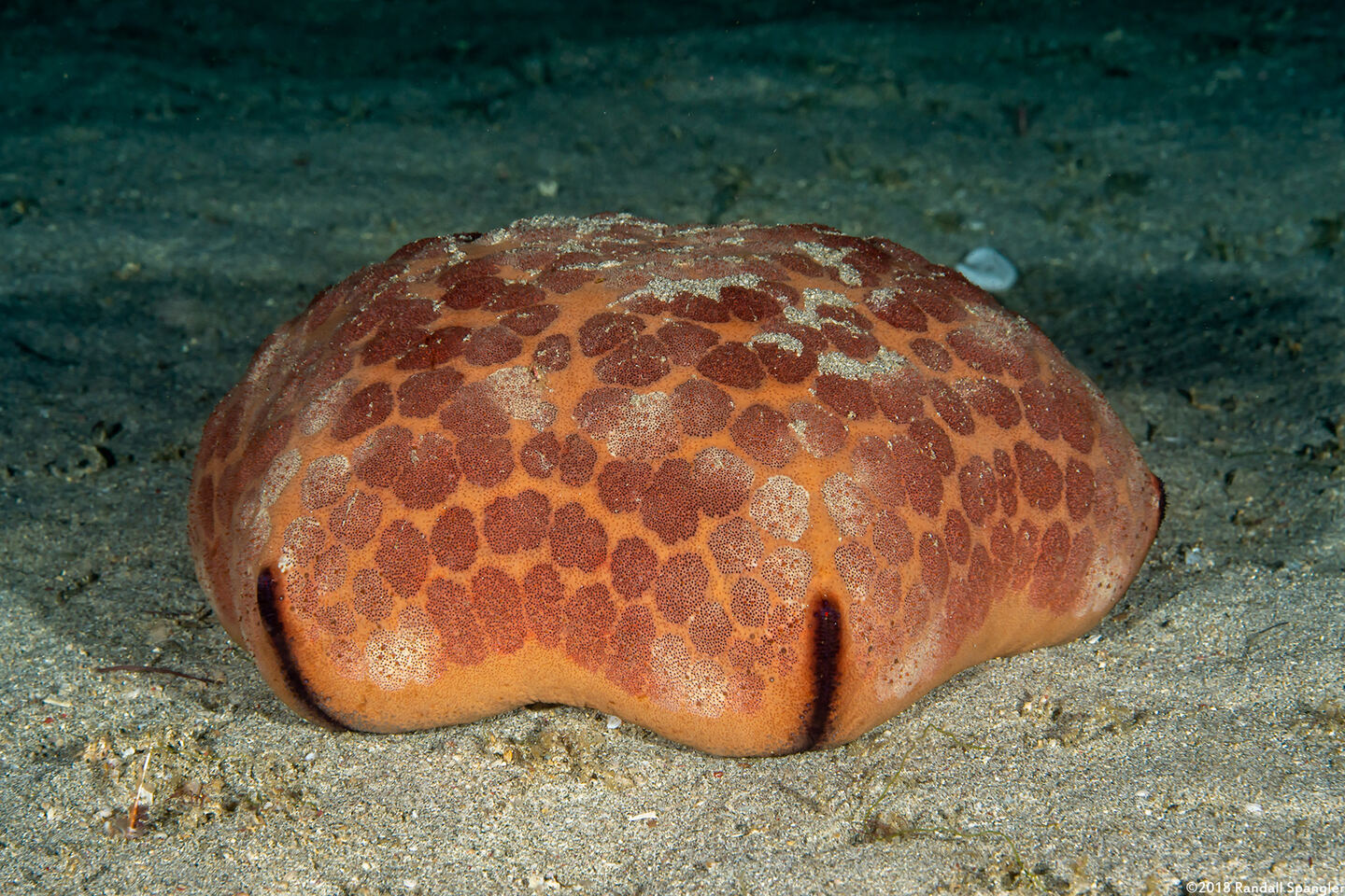 Culcita novaeguineae (Cushion Star)