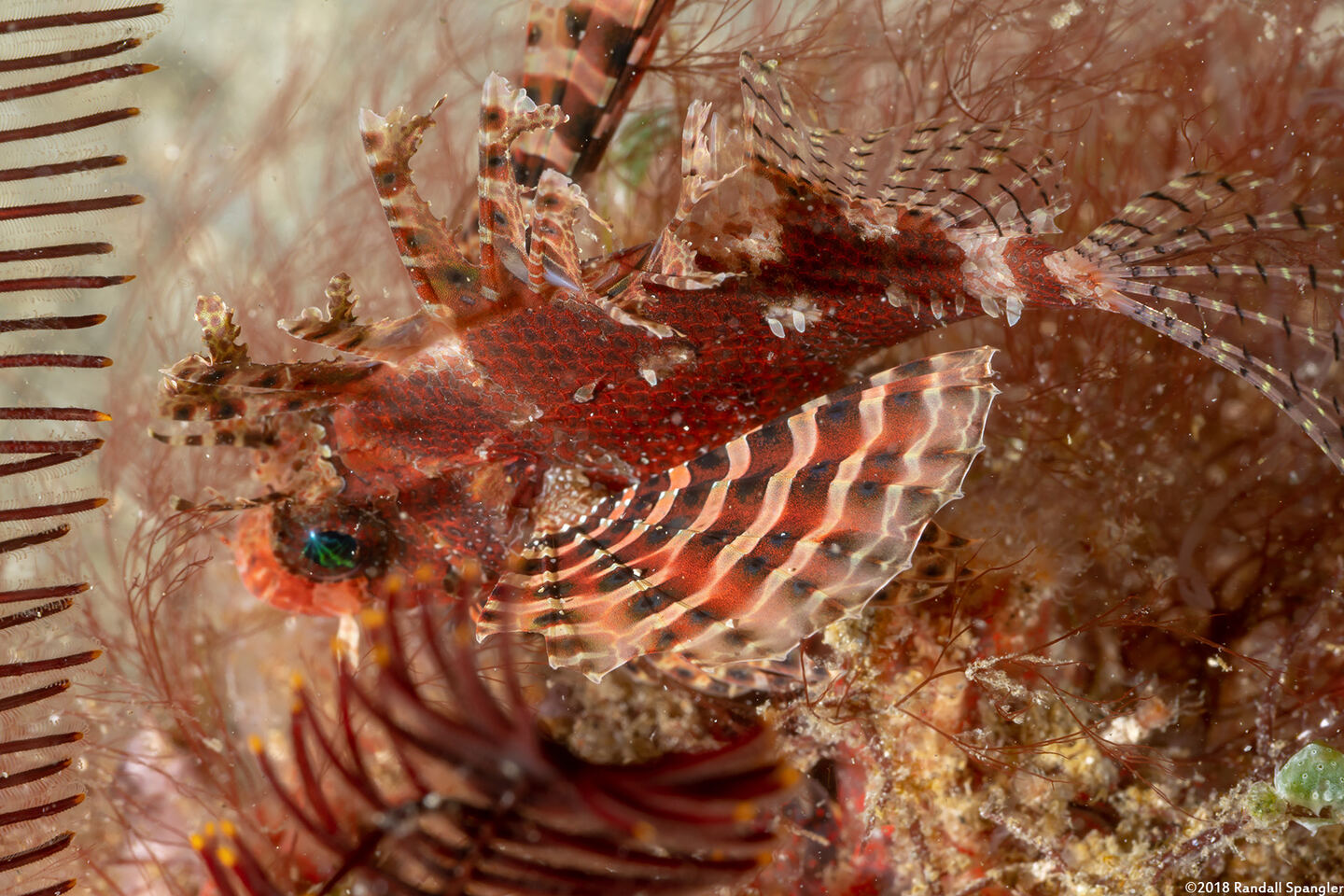 Dendrochirus brachypterus (Shortfin Lionfish)