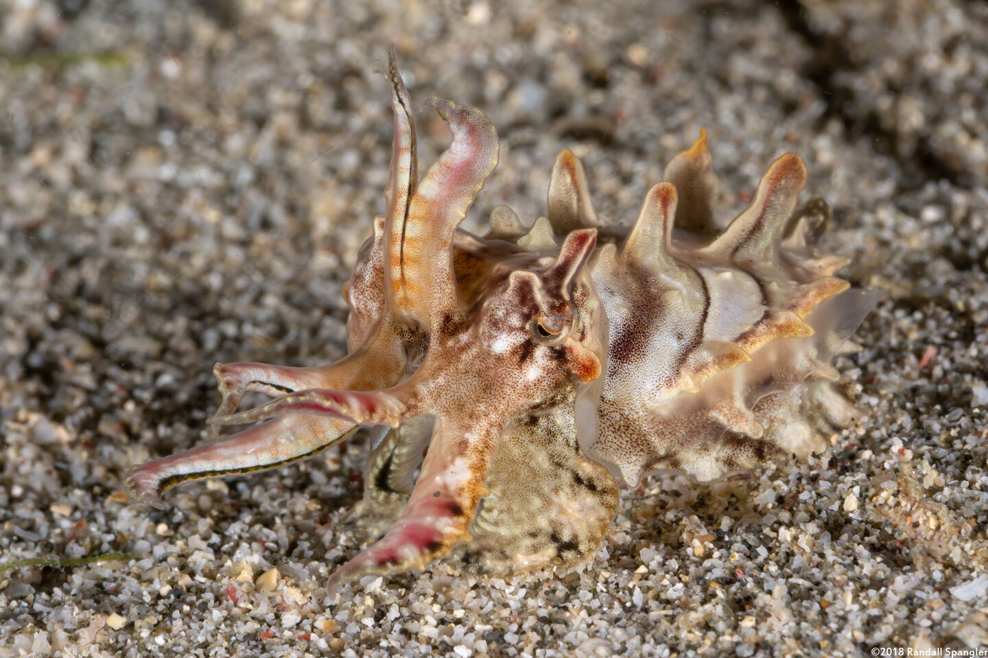 Metasepia pfefferi (Flamboyant Cuttlefish)