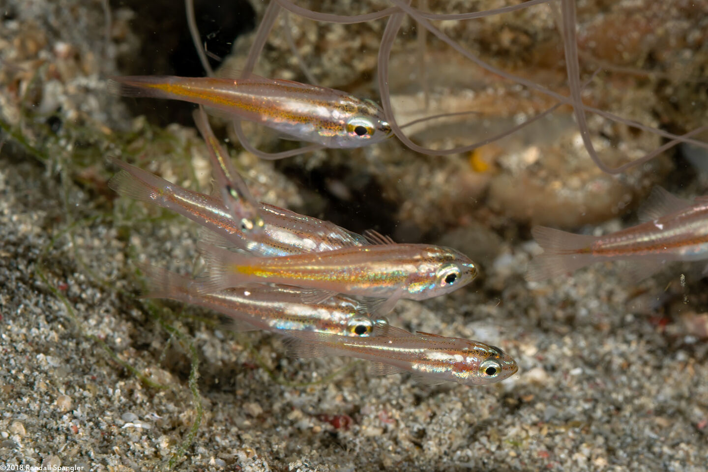 Ostorhinchus moluccensis (Moluccan Cardinalfish)