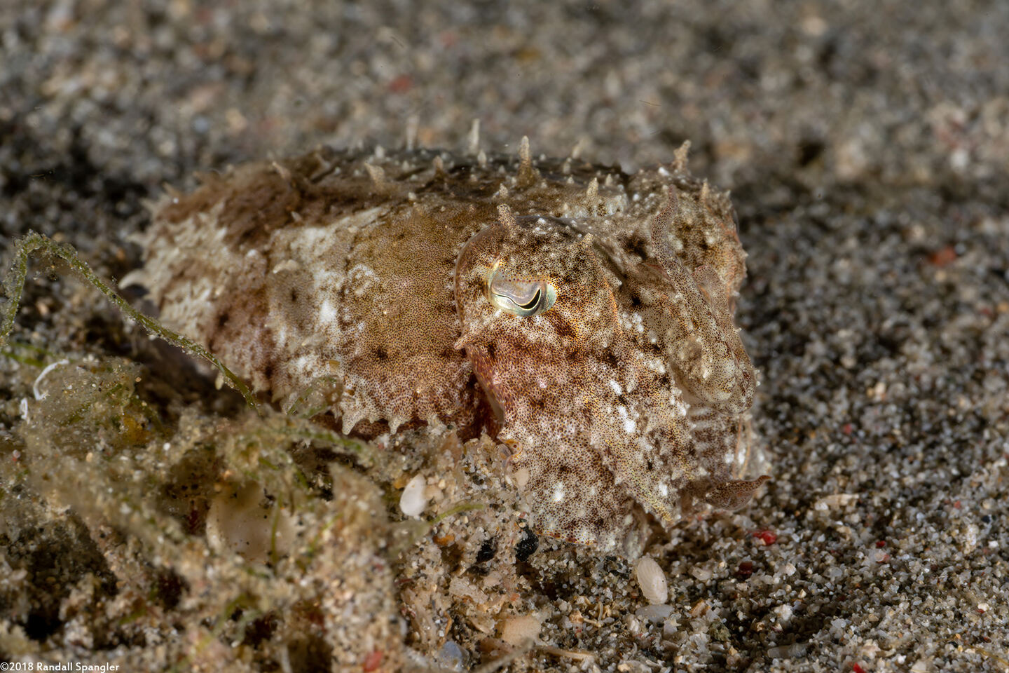 Sepia latimanus (Broadclub Cuttlefish)