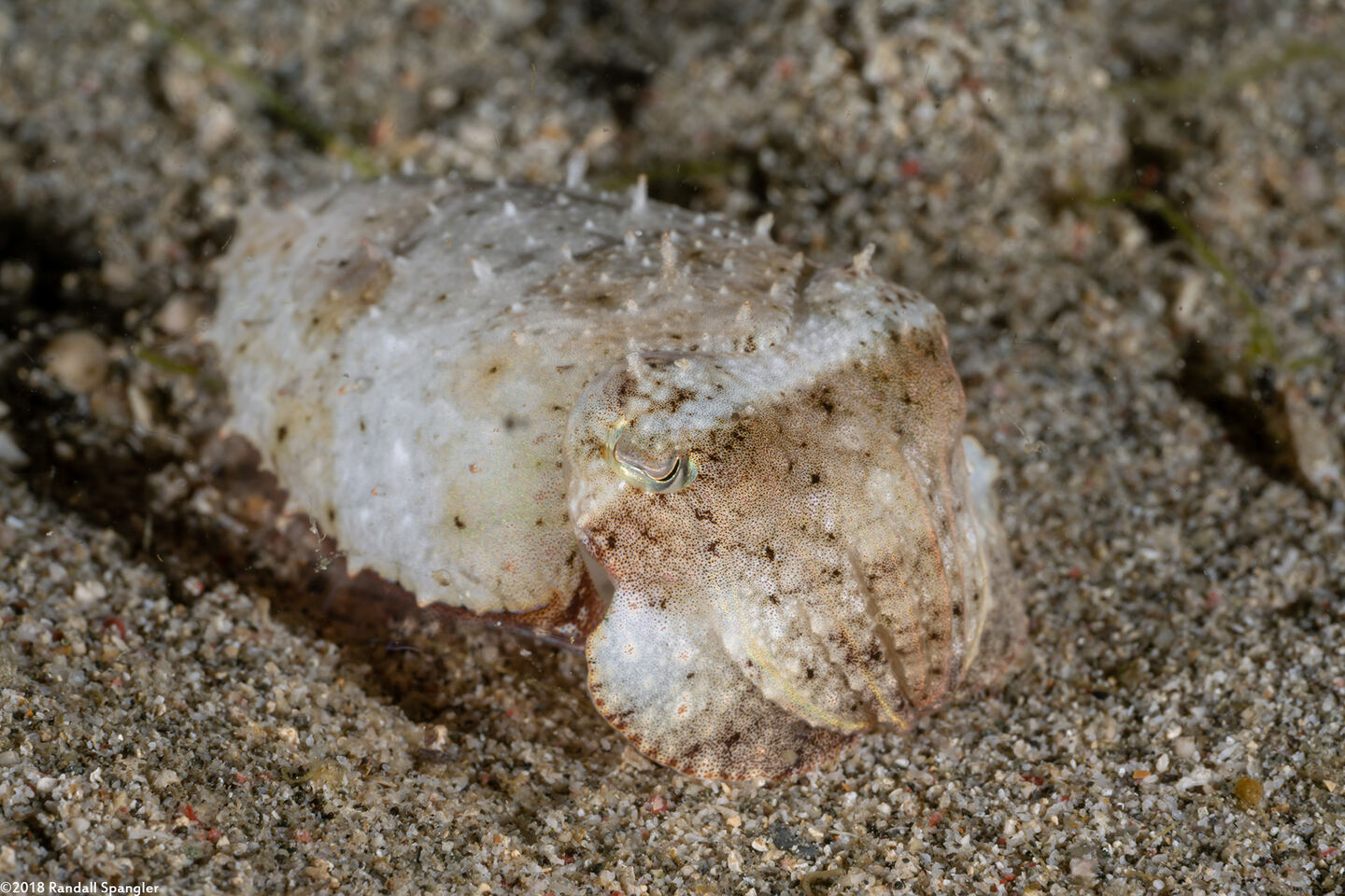 Sepia latimanus (Broadclub Cuttlefish)