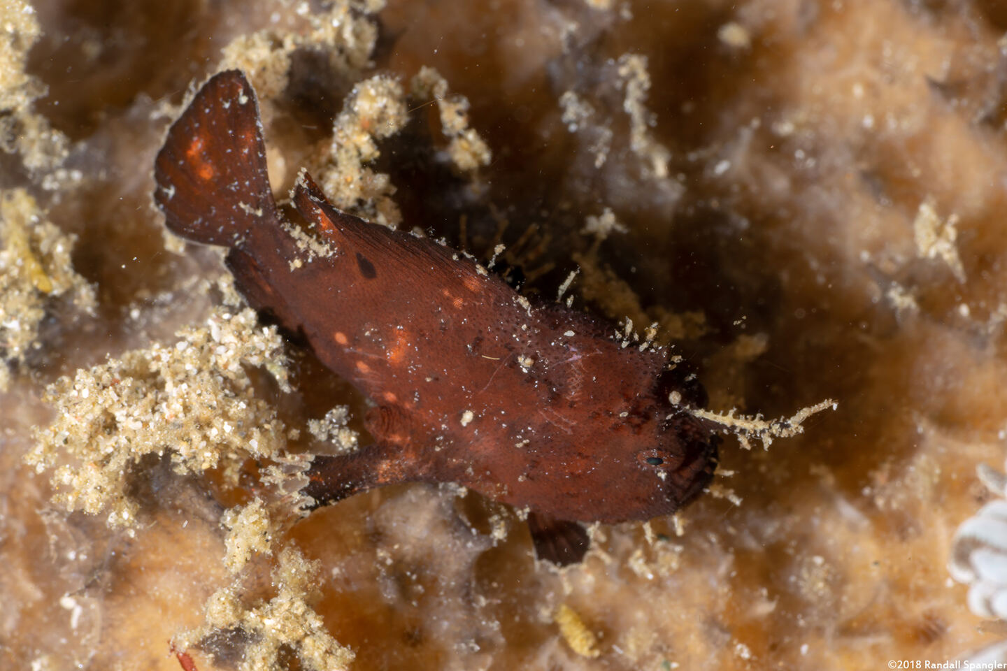 Antennatus nummifer (Spotfin Frogfish)