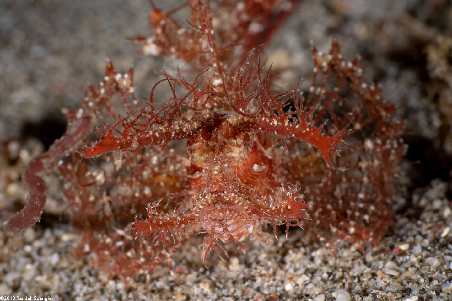 Pteroidichthys amboinensis (Ambon Scorpionfish)