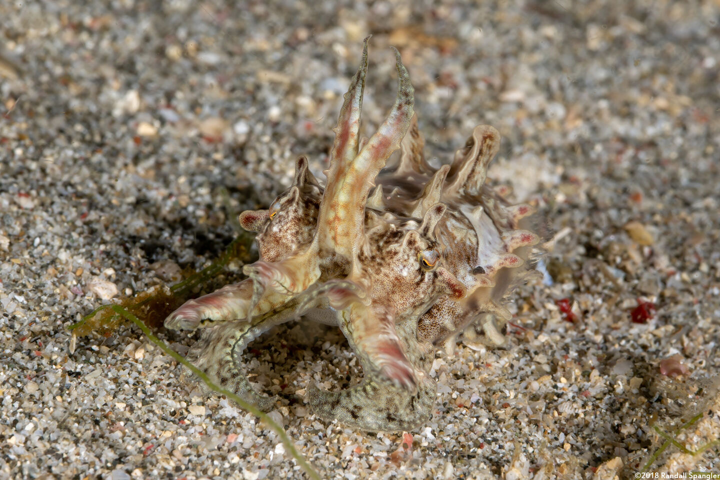 Metasepia pfefferi (Flamboyant Cuttlefish)