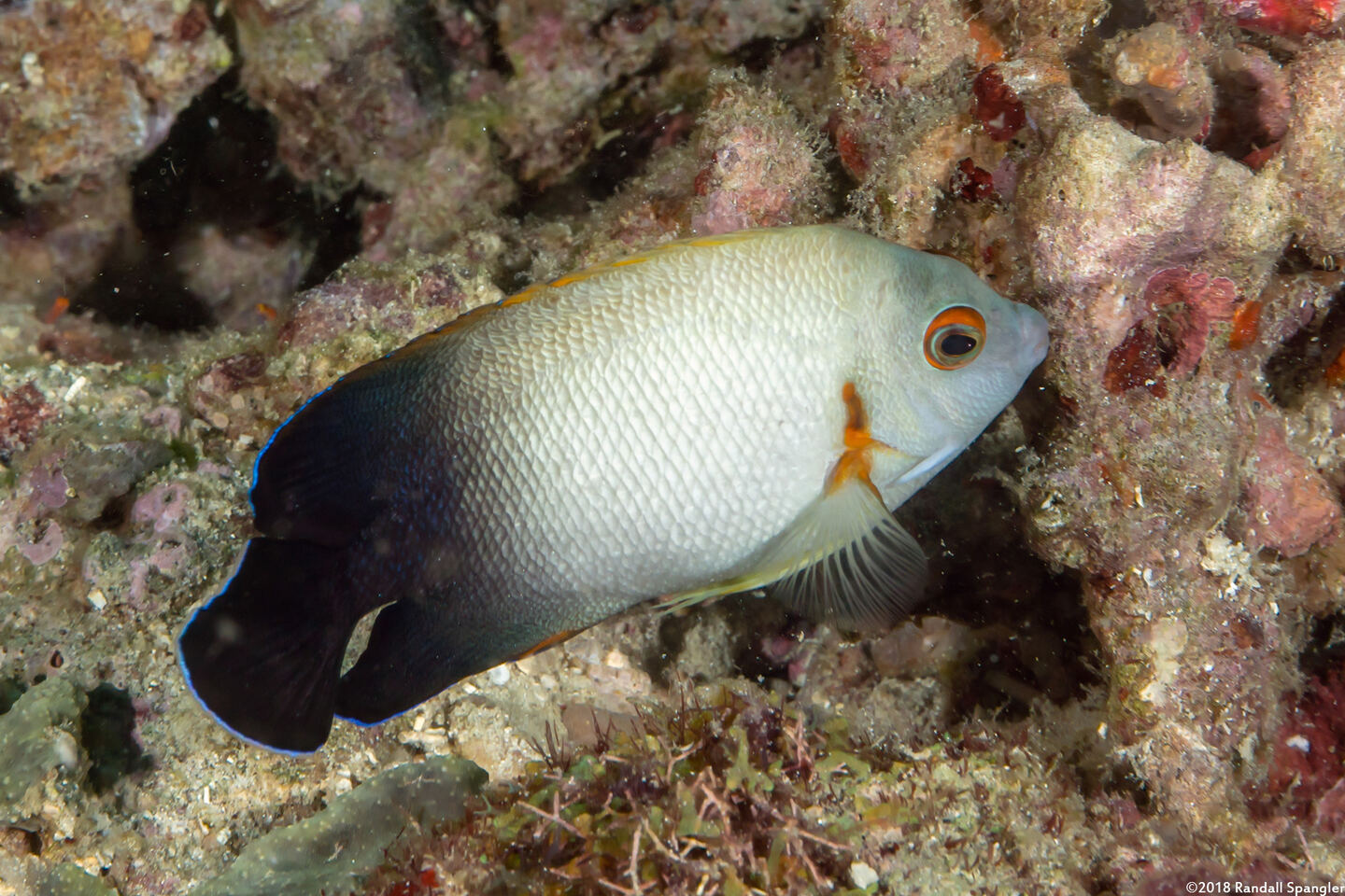 Centropyge vroliki (Pearl-Scaled Angelfish)