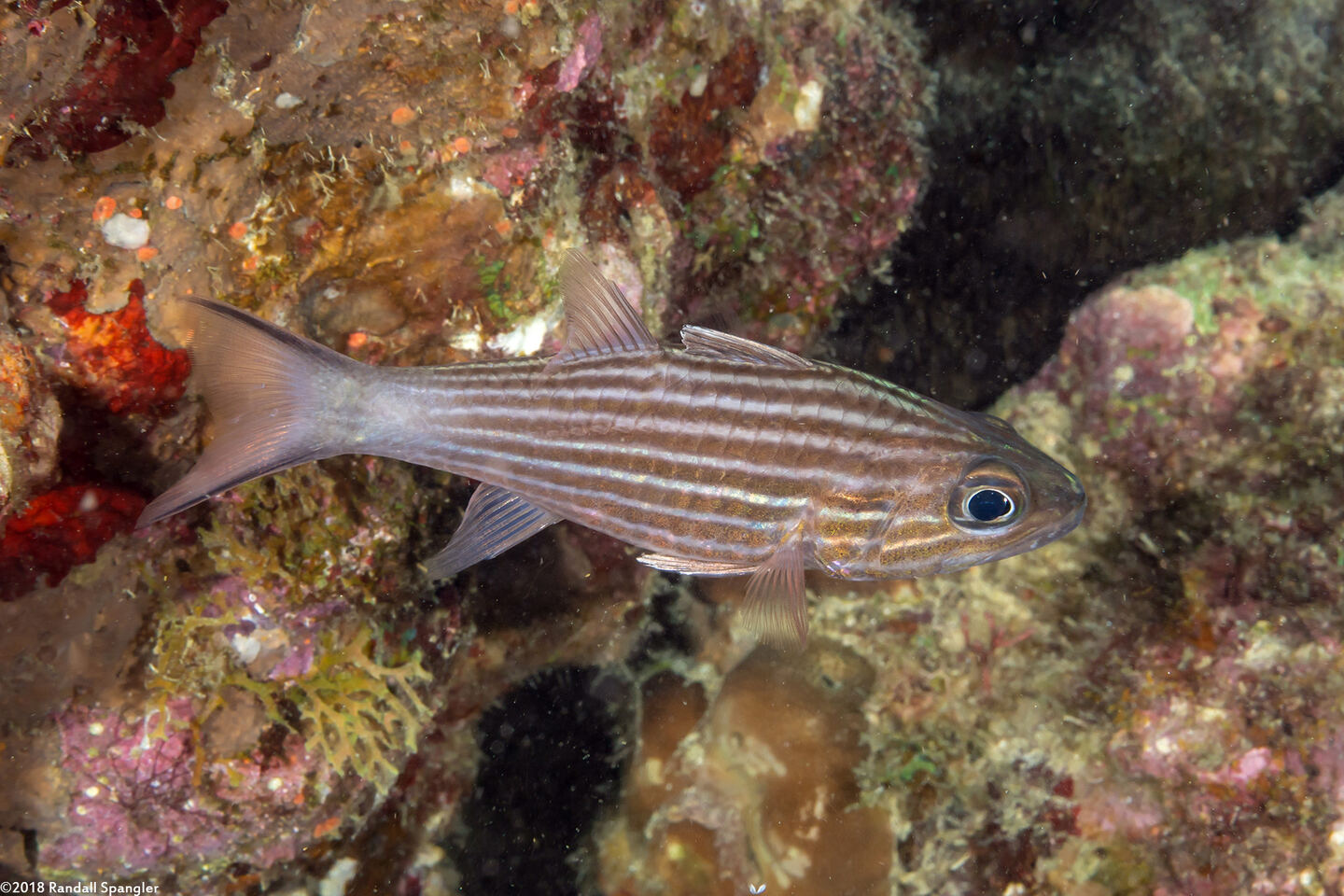 Cheilodipterus macrodon (Tiger Cardinalfish)