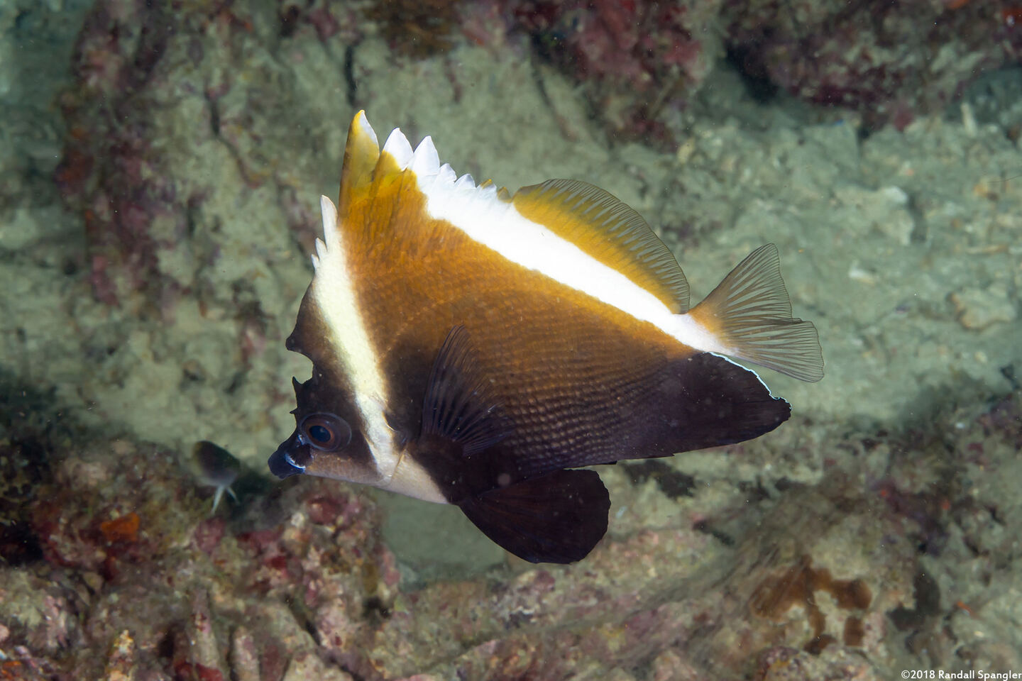 Heniochus varius (Humphead Bannerfish)