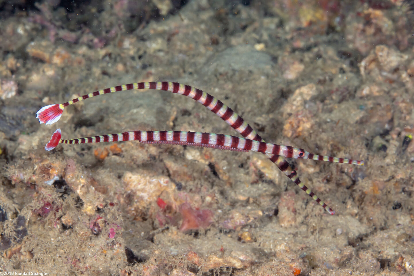 Dunckerocampus dactyliophorus (Ringed Pipefish)