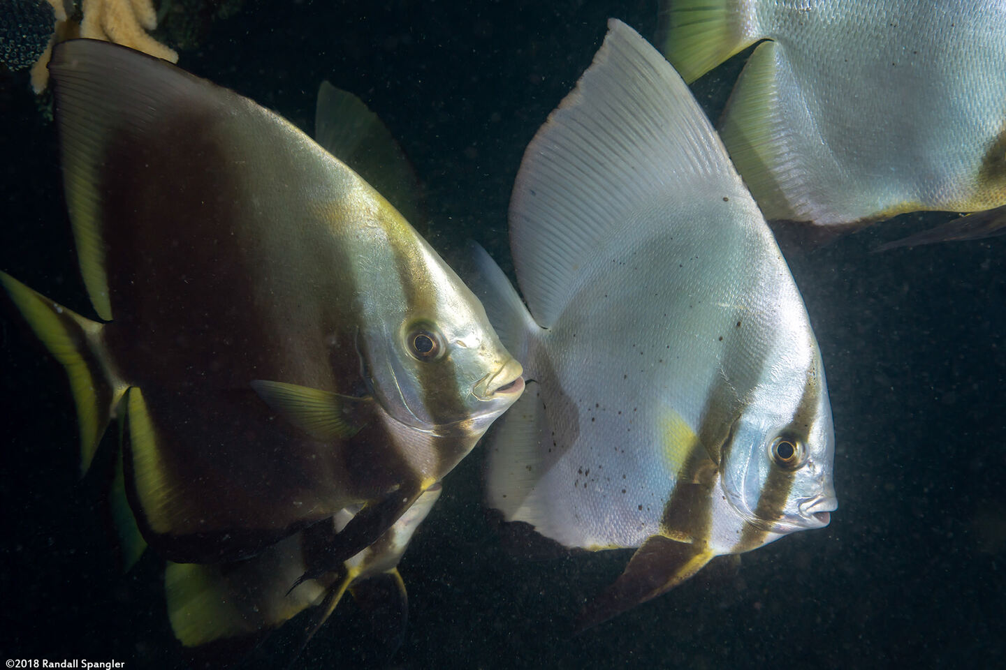 Platax batavianus (Batavia Spadefish)
