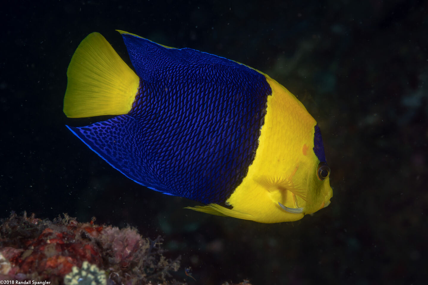 Centropyge bicolor (Bicolor Angelfish)