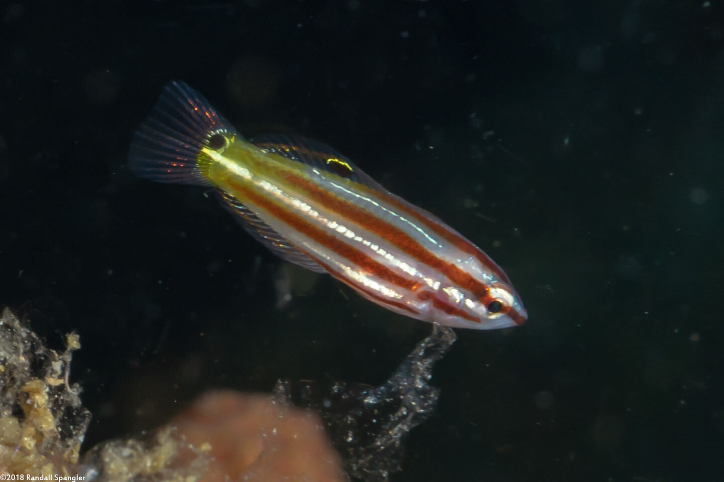 Halichoeres prosopeion (Twotone Wrasse)