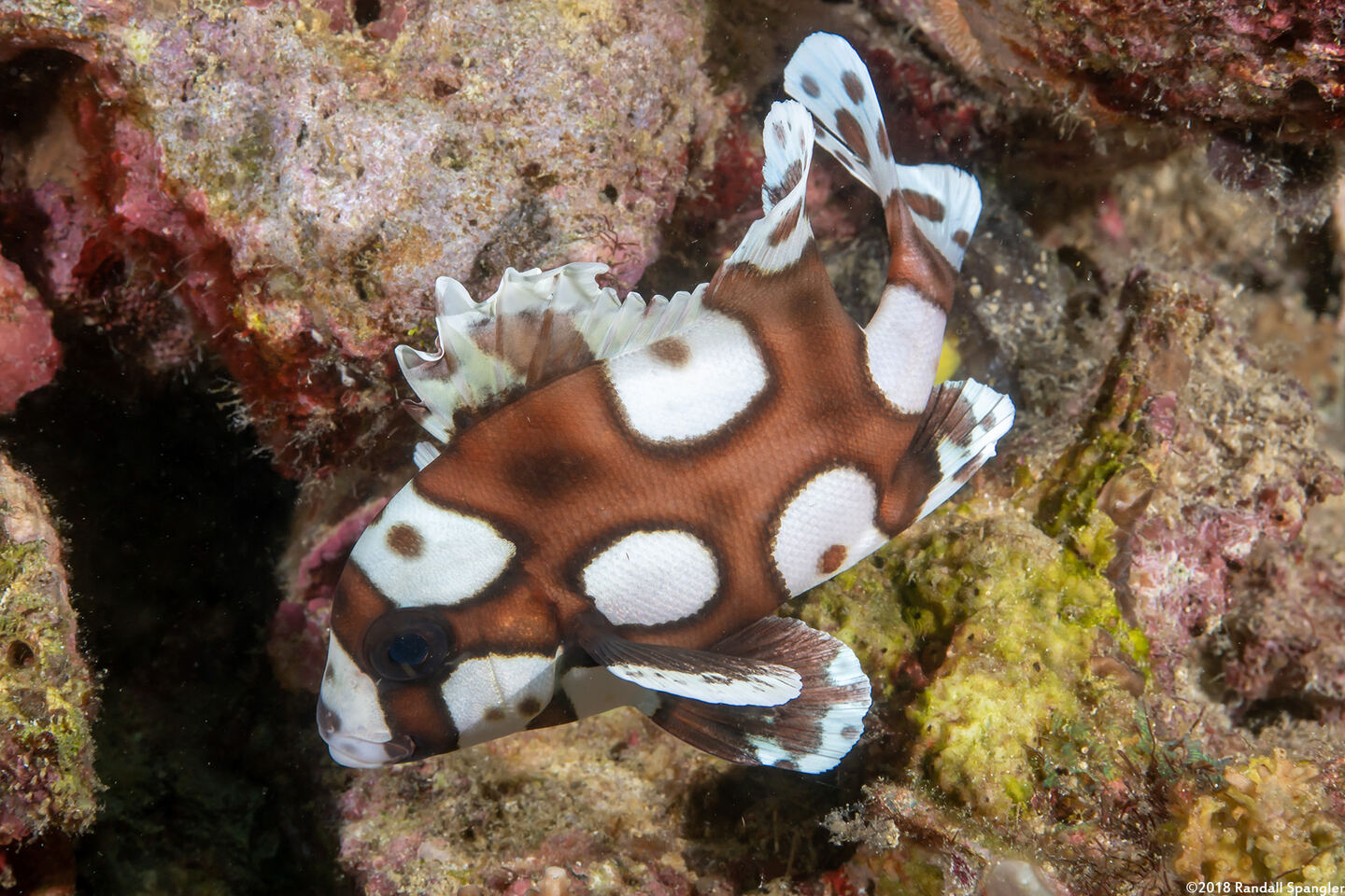 Plectorhinchus chaetodonoides (Many-Spotted Sweetlips)