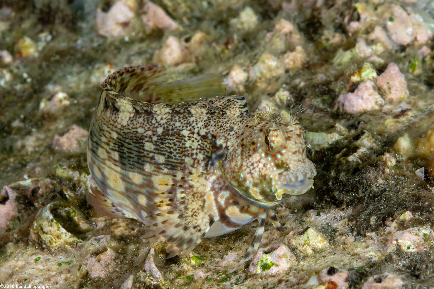 Salarias fasciatus (Jewelled Blenny)