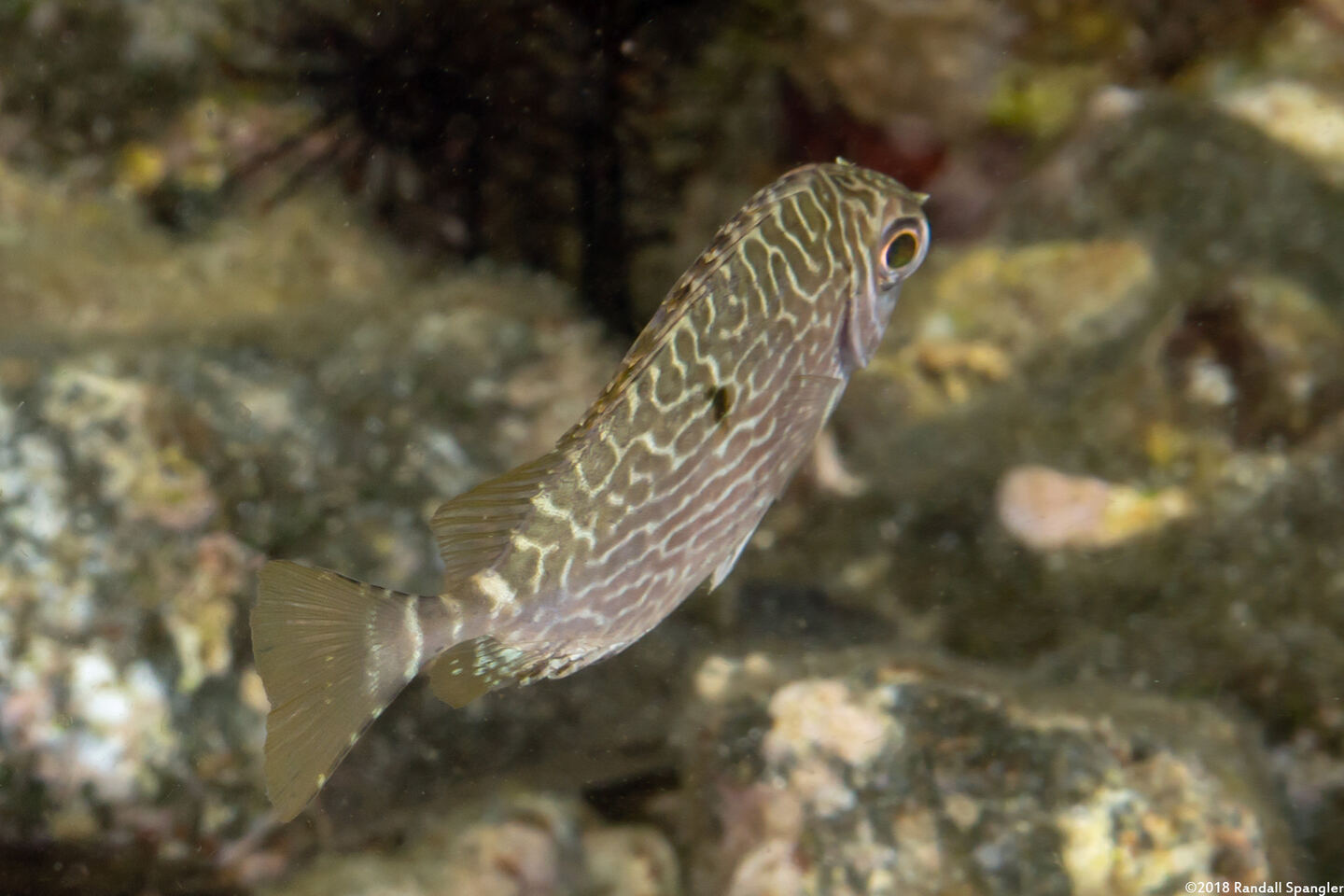 Siganus spinus (Scribbled Rabbitfish)