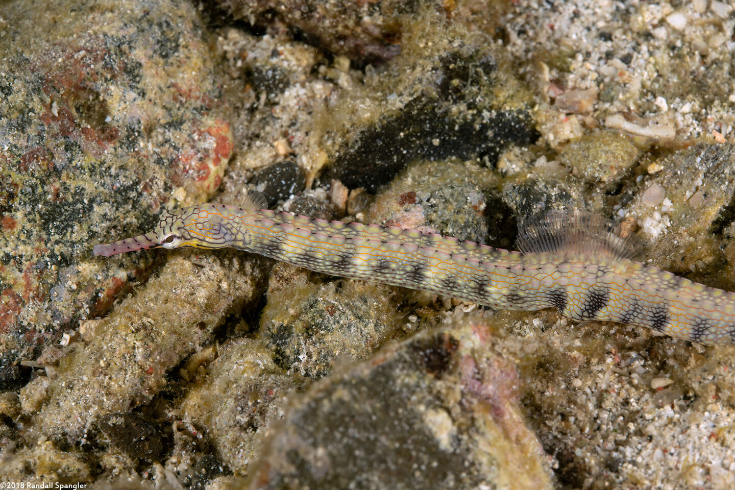Corythoichthys haematopterus (Reeftop Pipefish)