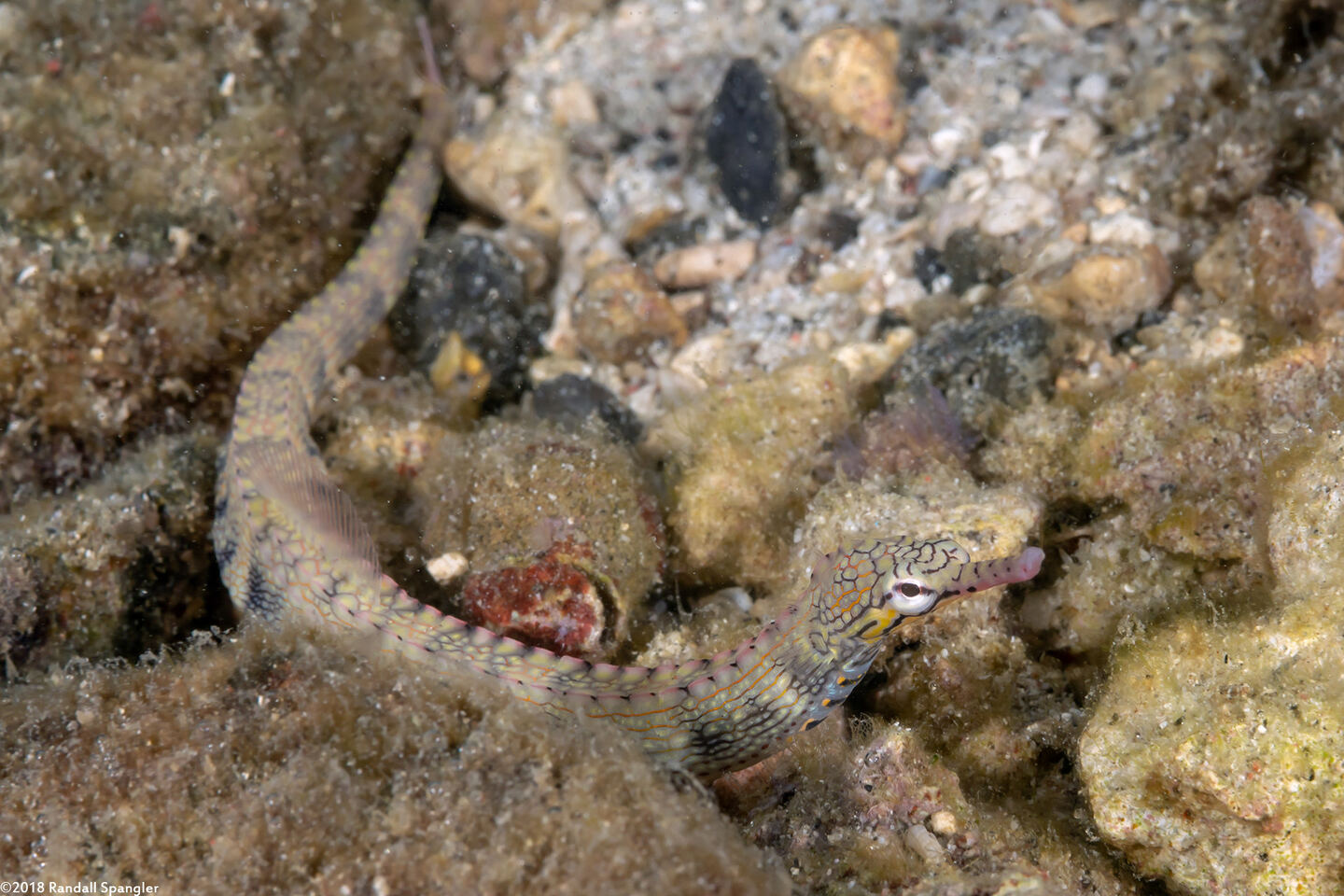 Corythoichthys haematopterus (Reeftop Pipefish)