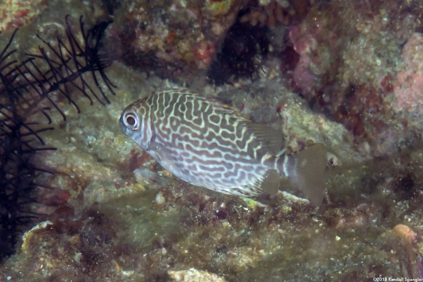 Siganus spinus (Scribbled Rabbitfish)