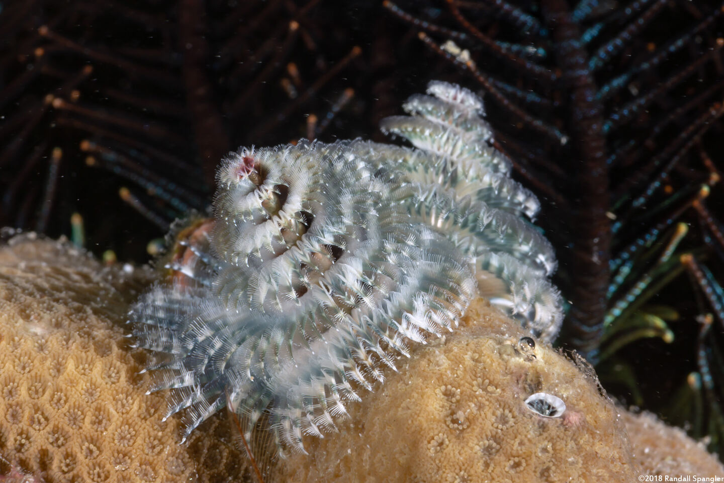 Spirobranchus sp.1 (Christmas Tree Worm)